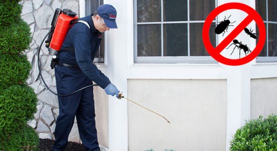 Gölköy Pire İlaçlama böcek ilaçlama ve haşere kontrolü — ilaclama-tr.com